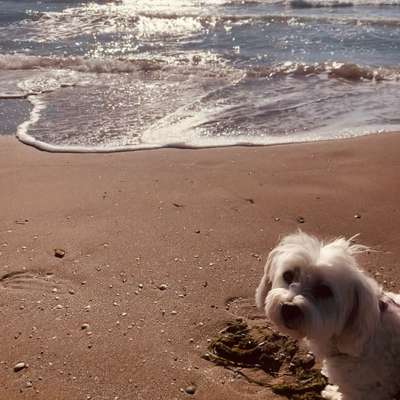 Hundetreffen-Gemeinsam Spazieren gehen-Bild