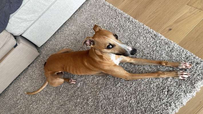 Whippet-Beitrag-Bild