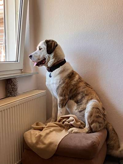 Hundetreffen-Üben Hundebegegnungen-Bild