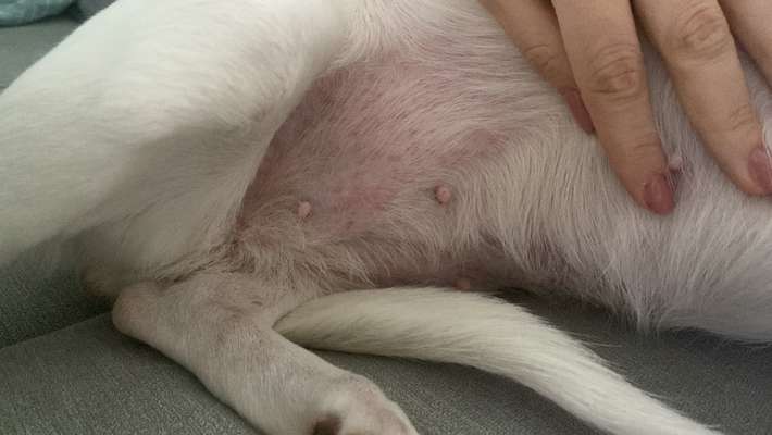 Könnte das eine Allergie sein?-Beitrag-Bild