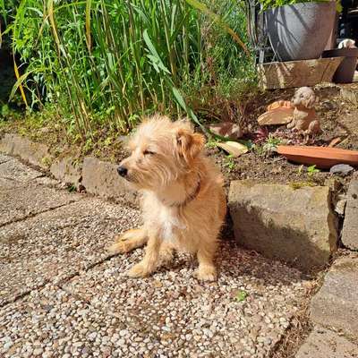 Hundetreffen-Treffen in Minden-Bild