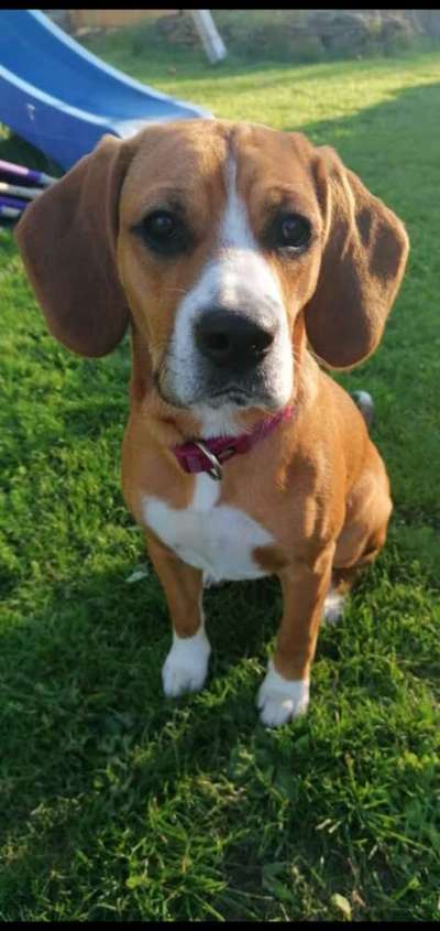 Dogorama Photo Challenge - Der Frühling kommt-Beitrag-Bild