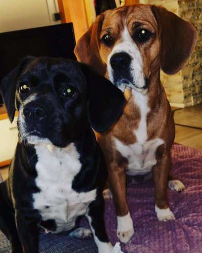 Dogorama Photo Challenge - Gegensätze-Beitrag-Bild