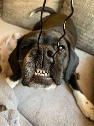 Bild wo euer Hund quatsch macht-Beitrag-Bild