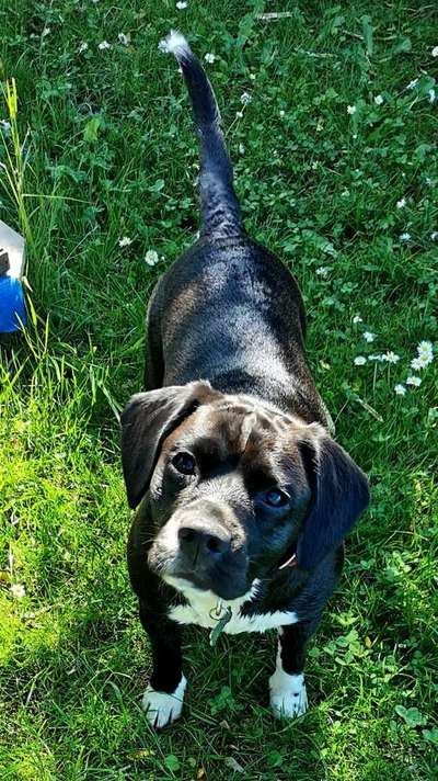 Dogorama Photo Challenge - Der Frühling kommt-Beitrag-Bild