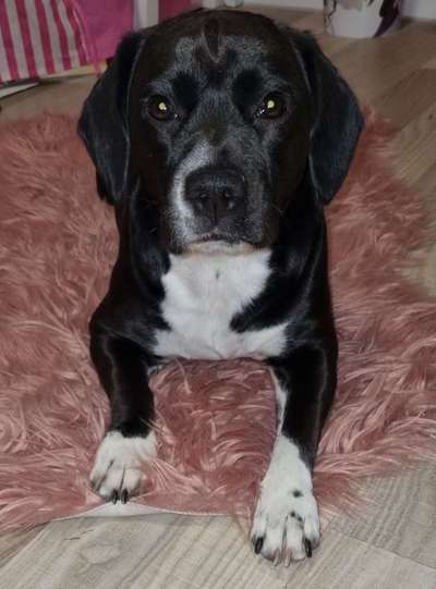 Labradorfans-Beitrag-Bild