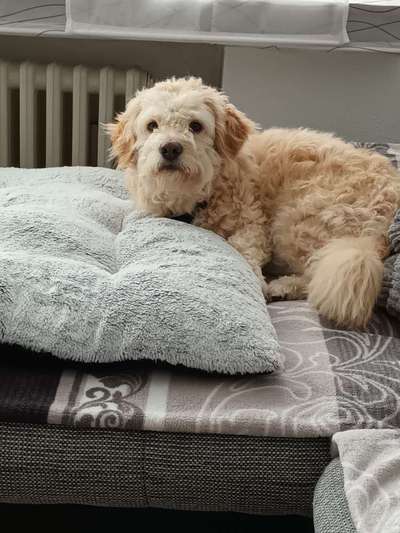 Goldendoodle-Beitrag-Bild