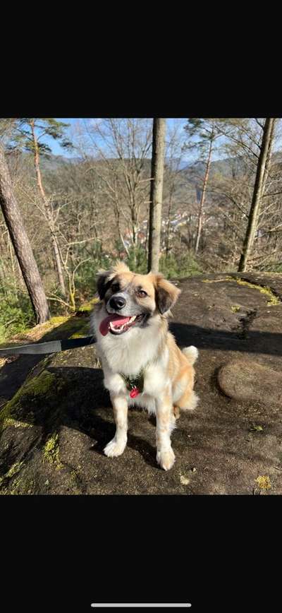 Hundetreffen-Spielpartner gesucht-Bild