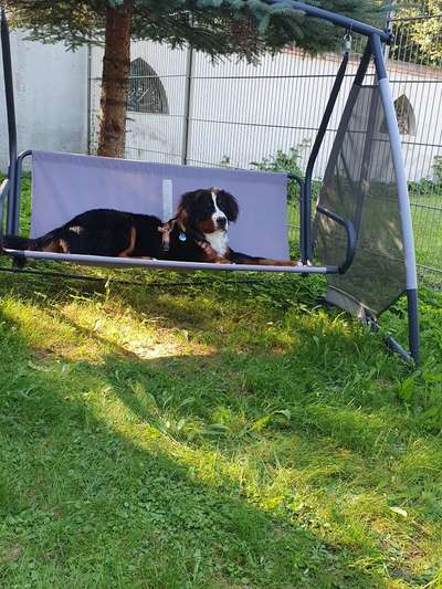 Die Dogorama Kalender Challenge Titelbild-Beitrag-Bild