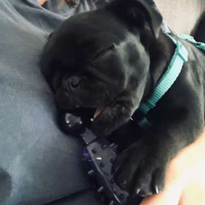 Hundetreffen-Welpentreffen Wien-Bild