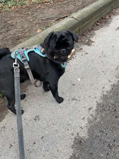 Hundetreffen-Spieltreffen jede Hunderasse :)-Bild