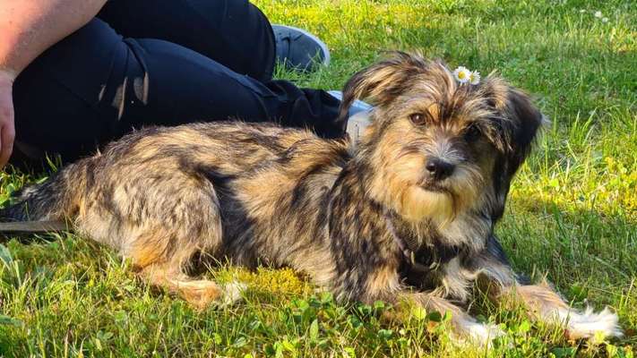 TierschutzhundeStammtisch🐕-Beitrag-Bild