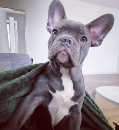 Französische Bulldoggen-Beitrag-Bild