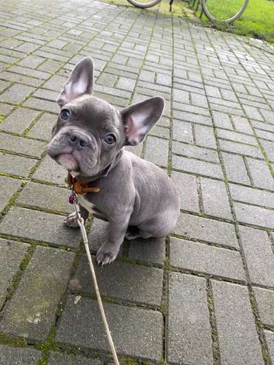 Französische Bulldoggen-Beitrag-Bild