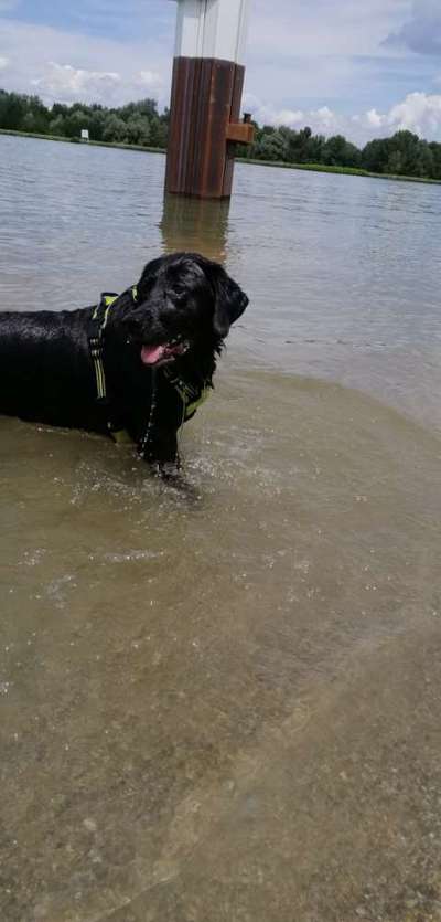 Wo sind meine Labrador Freunde-Beitrag-Bild