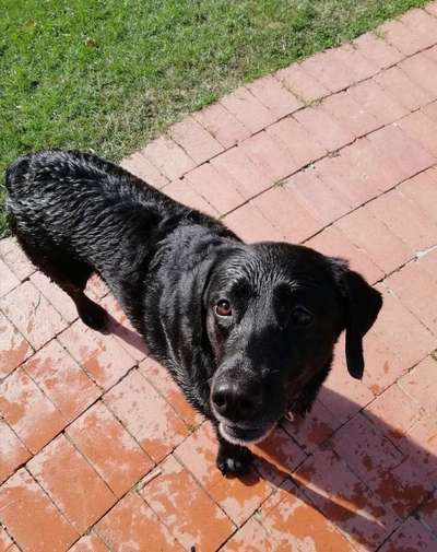 Wo sind meine Labrador Freunde-Beitrag-Bild