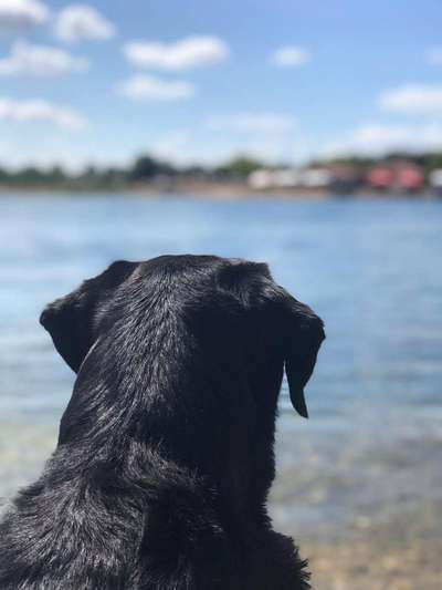 Hundeurlaub In Deutschland-Beitrag-Bild