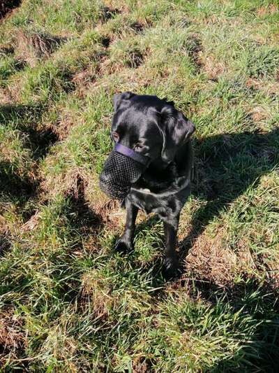 Schattenseiten der Hundehaltung-Beitrag-Bild