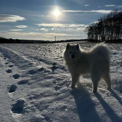 Hundetreffen-Spieltreff mit Charlie-Bild