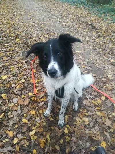 Hundetreffen-Spaziergänge an der Werse-Bild