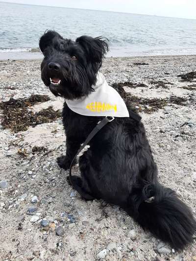 Dogorama Photo Challenge - Tierischer Urlaub-Beitrag-Bild