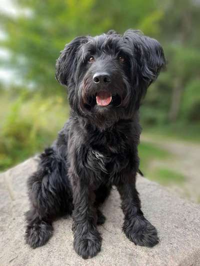 Die Dogorama Kalender Challenge Titelbild-Beitrag-Bild