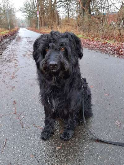 Tibet Terrier-Beitrag-Bild