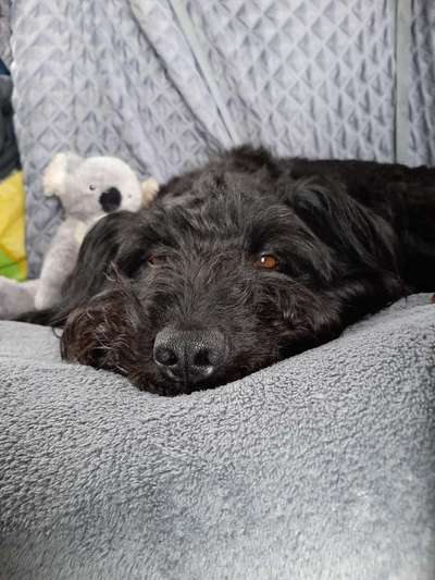 Die Dogorama Wochen Challenge-Beitrag-Bild