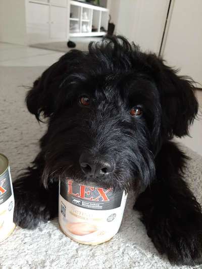 Fotochallenge 31 - Das perfekte Hundedinner-Beitrag-Bild