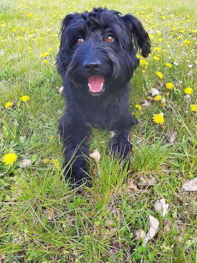 Die Dogorama Monats Challenge "Es grünt und blüht"-Beitrag-Bild