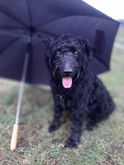 Dogorama-Monats-Challenge-Mai "Wasser"-Beitrag-Bild