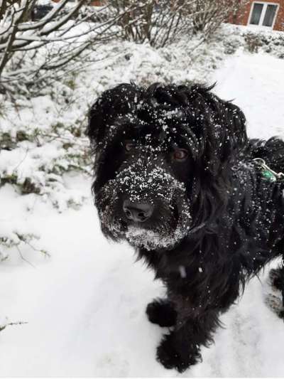 Zeigt die schönsten Schneebilder von eurer Fellnase ❄️-Beitrag-Bild