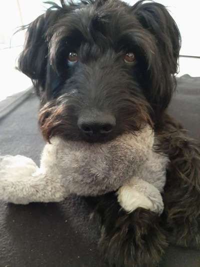 Der Lieblingsplüschi eures Vierbeiners-Beitrag-Bild