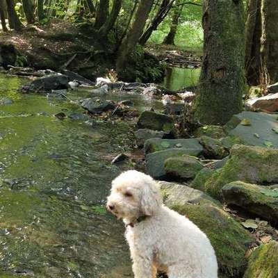 Hundetreffen-Kleine Spielgefährten gesucht-Bild