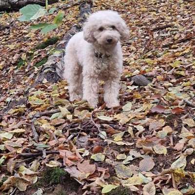 Hundetreffen-Spazieren und Spiel - kleine Rassen-Bild