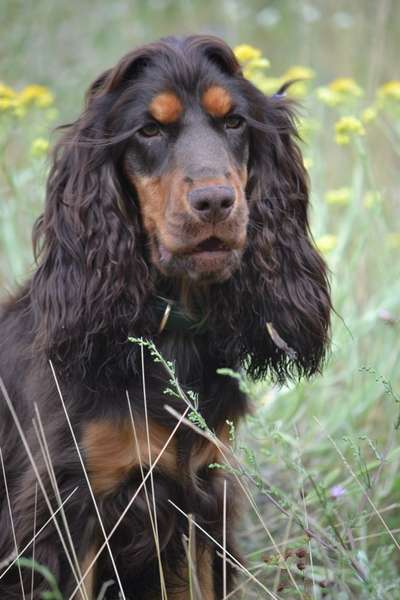 Hundetreffen-Spazieren ohne Hundekontakt-Bild