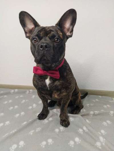 Französische Bulldoggen-Beitrag-Bild