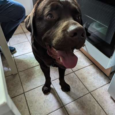 Hundetreffen-Johannes-Prassek-Park-Bild