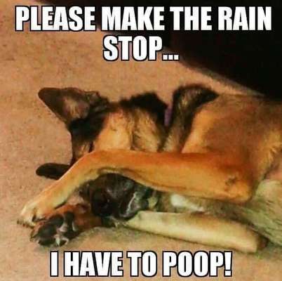 Verletzter/gezerrter Vorderlauf- welche Beachäftigungen empfehlt ihr?-Beitrag-Bild