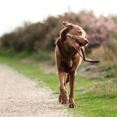 Hundetreffen-Hunderunden in Bottrop-Bild