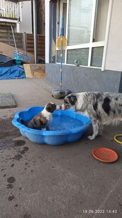 Welpen Bilder !-Beitrag-Bild