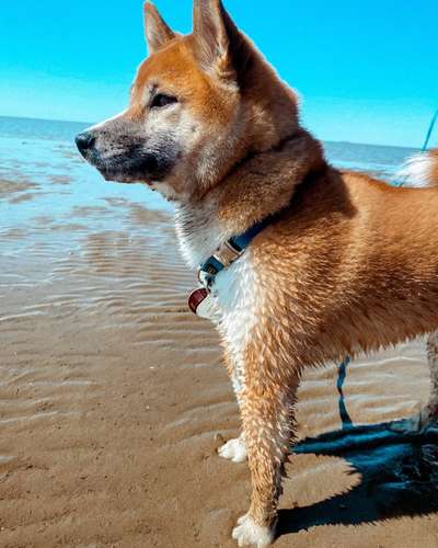 Shiba Inu und andere japanische Rassen!-Beitrag-Bild