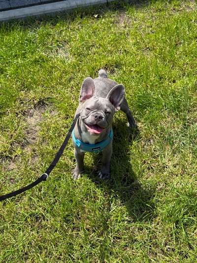 Hundetreffen-Spielerunde für Frenchie Welpen-Bild