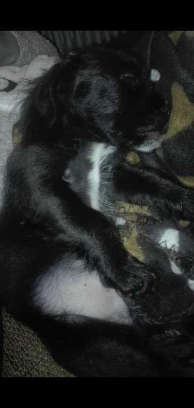 Welpen Bilder !-Beitrag-Bild