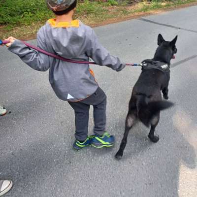 Hundetreffen-Training