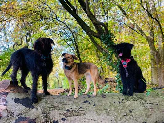 Dogorama Photo Challenge - Die besten Hundebuddys-Beitrag-Bild