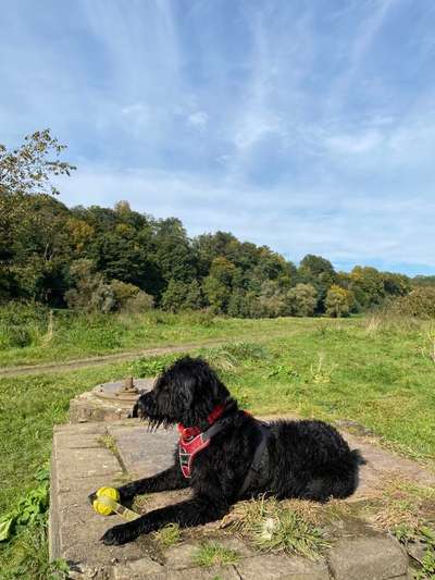 Wo sind die Riesenschnauzer?-Beitrag-Bild