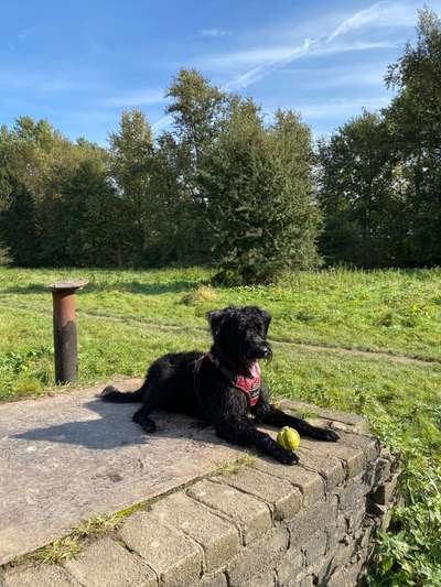 Schnauzer-Beitrag-Bild