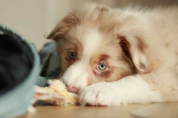 Dogorama Photo Challenge - Portrait-Beitrag-Bild