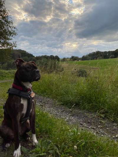 Mischlingshunde Foto Aufruf-Beitrag-Bild